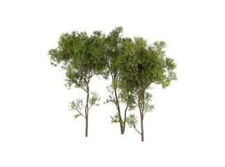 Three Small Green Trees Isolated on White Background for Landscape Design