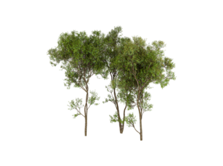 Three Small Green Trees Isolated on White Background for Landscape Design