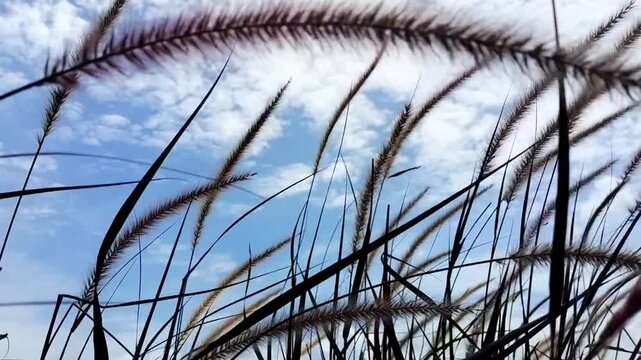 Tall grass sways gently in the gentle breeze against the backdrop of a bright blue sky.