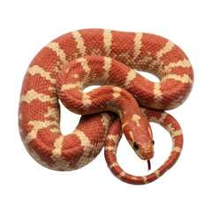 Majestic adult Milk Snake, vibrant scarlet red and creamy tan bands with black outlines, coiled on a transparent background with copy space, high-key studio wildlife photography concept