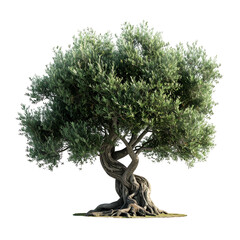 A mature olive tree, lush green leaves, gnarled trunk, stands against a stark black background
