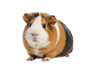 Guinea pig isolated on transparent background