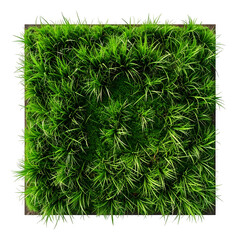 Overhead shot of square-shaped, vibrant green grass patch, framed in light brown