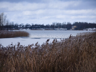 Frozen Reeds and Winter Landscape at Pogoria 3 Lake, Poland