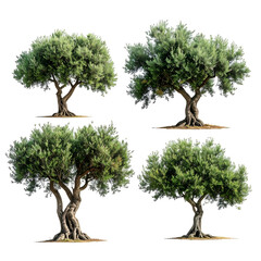 Four olive trees with green leaves and gnarled trunks isolated on a black background