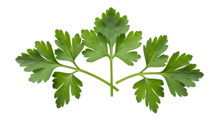 Fresh parsley leaves isolated on transparent background