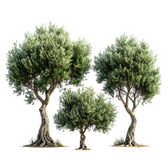 Three realistic olive trees, varying sizes, digitally rendered, against a transparent black background