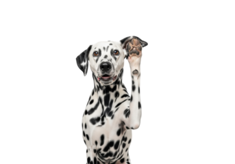A curious black and white dalmatian dog with sleek fur and black spots, one paw raised to its ear, looking intently at camera on a transparent studio background with copy space, concept of active