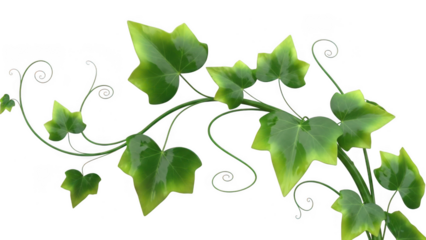 Elegant green ivy leaves isolated on transparent background