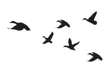 Obraz premium Flying duck flock silhouette isolated on a white background vector illustration