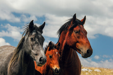 Obraz premium a father, a mother and a son