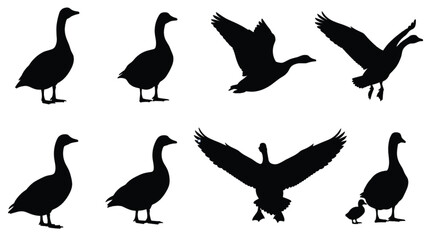Set of Goose Silhouettes Including Canada Geese Standing Flying and Taking Off with Gosling Chick Isolated on White Background Vector © Nusaiba's World