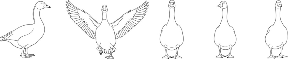 Set of Goose Line Art Vector Illustrations Showing Different Poses Including Flying Standing and Profile Views for Coloring Books and Farm Designs © Nusaiba's World