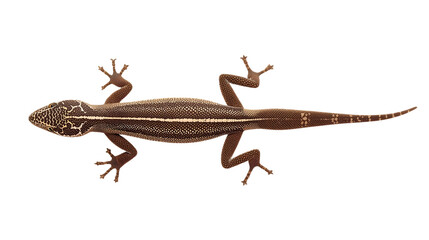 Brown lizard with striped pattern in top view on white background with detailed texture for wildlife photography and reptile research purposes