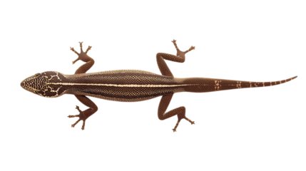 Brown lizard with striped pattern in top view on white background with detailed texture for wildlife photography and reptile research purposes