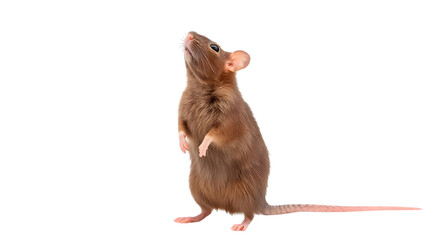 Brown mouse standing on hind legs in studio shot with soft natural lighting on white background for pest control or wildlife