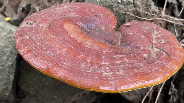 Red brown bracket fungus growing on decaying forest wood naturally