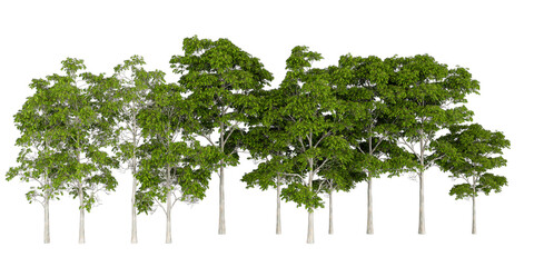 Row of Green Trees &ndash; Tall Slender Trunks and Vibrant Foliage for Landscape and Ecological Design