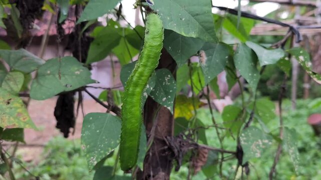 Winged bean pod hanging on climbing vine with green heart shaped leaves
