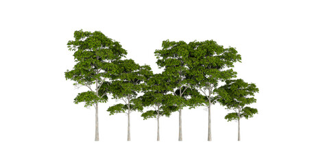 Row of Slender Green Trees &ndash; Tall Trunks and Canopy Variation for Environmental and Landscape Design"