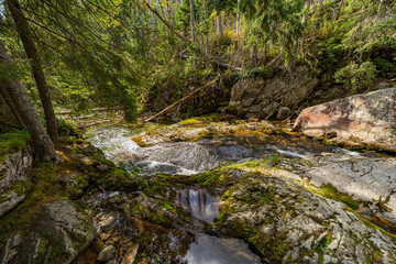 A crystal clear mountain river cascades over mossy rocks in a dense evergreen forest. Captured in...