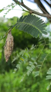 ​A protective silk cocoon of a bagworm moth hanging from a branch.