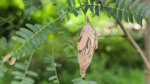A protective silk cocoon of a bagworm moth hanging from a branch.