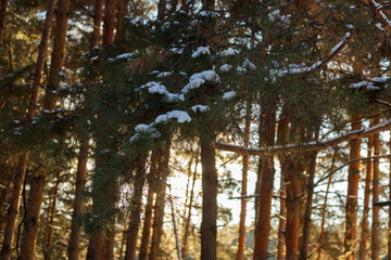 Fototapeta premium winter forest in the snow