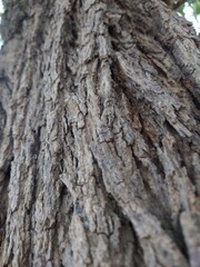 Obraz premium Embossed texture of the bark of oak.