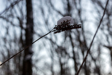 Winter Forest Nature Covered in Snow