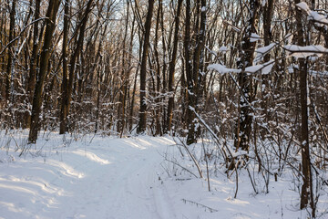 Winter Forest Nature Covered in Snow