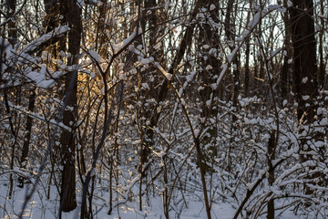 Winter Forest Nature Covered in Snow