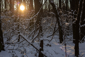 Winter Forest Nature Covered in Snow