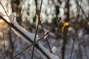 Winter Forest Nature Covered in Snow