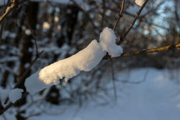 Winter Forest Nature Covered in Snow