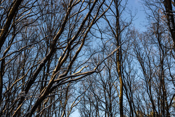 Winter Forest Nature Covered in Snow