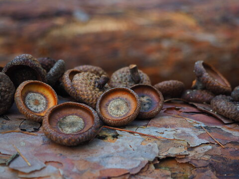 close up of a pile of  acorns