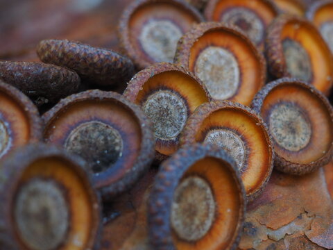 close up of a pile of  acorns - Powered by Adobe