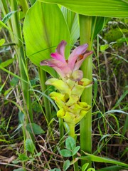Obraz premium Beautiful pink and yellow turmeric flower blooming among lush green leaves.