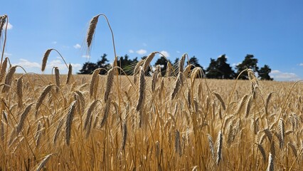 Golden Wheat Field Ready for Harvest Under Blue Sky