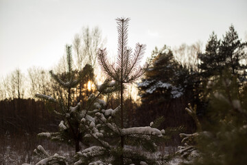 winter forest in the snow