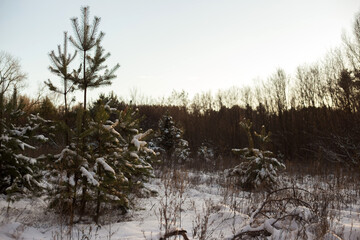 winter forest in the snow