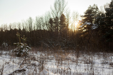 winter forest in the snow