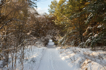 winter forest in the snow