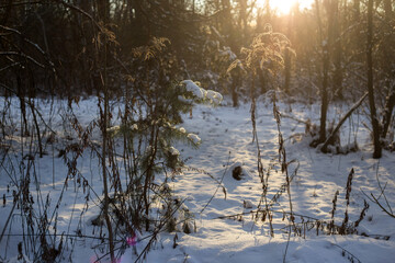 winter forest in the snow