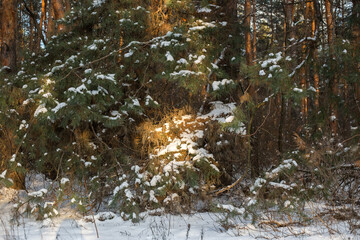winter forest in the snow