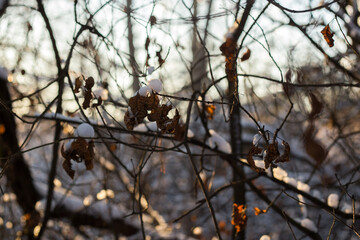 winter forest in the snow