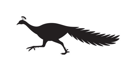 Fototapeta premium Peacock Silhouette in Dynamic Motion with Dramatic Shadows on White Background for Wildlife Illustration