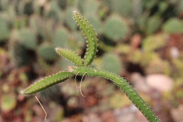 Selenicereus grandiflorus sukulent