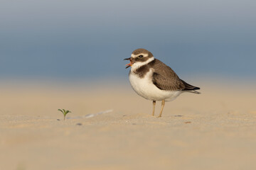 Common Ringed Plover (Charadrius hiaticula) yawning on a sandy beach, wild shorebird showing animal behavior in natural habitat